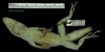 Media type: image;   Herpetology R-6183
